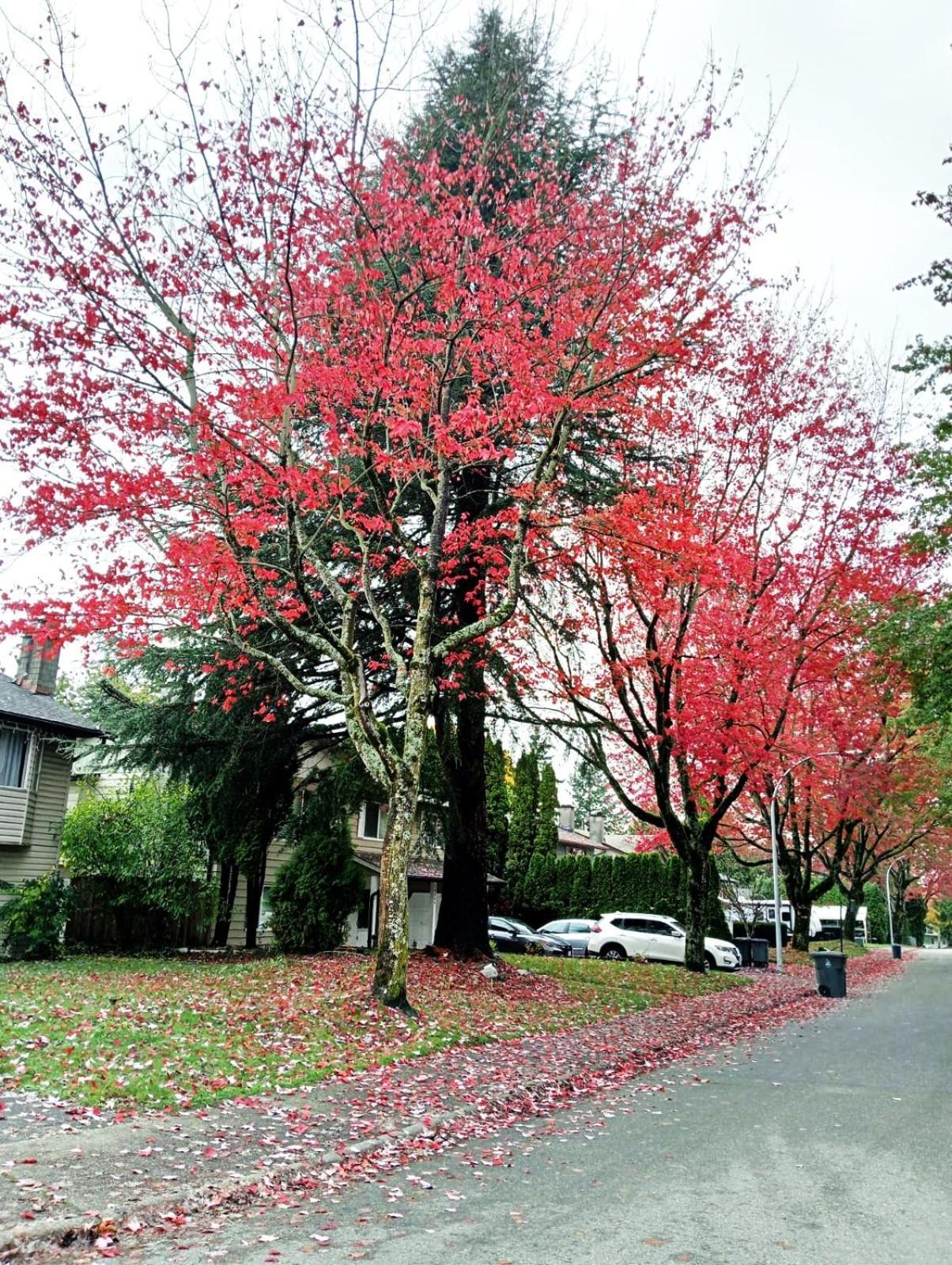 Cheap Room Near Langley Downtown- End Of Year Sale エクステリア 写真